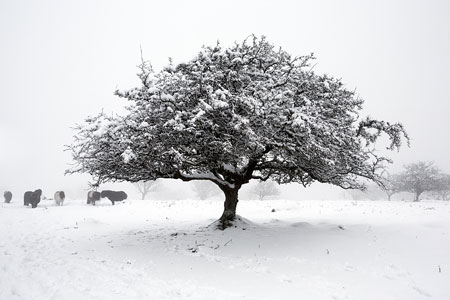 Snow covered tree on East Hill, Dartmoor